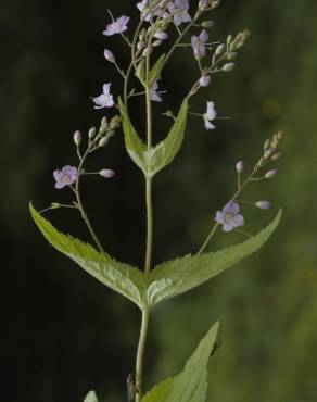 Fotografia 9 da espécie Veronica urticifolia no Jardim Botânico UTAD