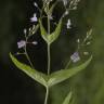 Fotografia 9 da espécie Veronica urticifolia do Jardim Botânico UTAD