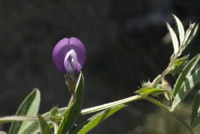 Fotografia da espécie Vicia bithynica