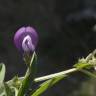 Fotografia 6 da espécie Vicia bithynica do Jardim Botânico UTAD