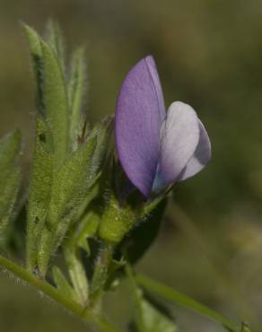 Fotografia 7 da espécie Vicia bithynica no Jardim Botânico UTAD