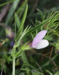 Vicia bithynica