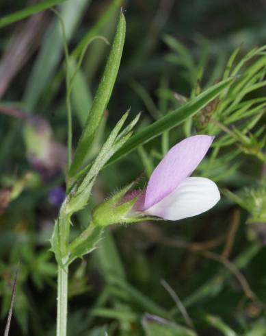 Fotografia de capa Vicia bithynica - do Jardim Botânico