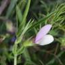 Fotografia 1 da espécie Vicia bithynica do Jardim Botânico UTAD