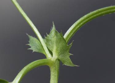 Fotografia da espécie Vicia bithynica