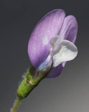 Fotografia 10 da espécie Vicia bithynica no Jardim Botânico UTAD