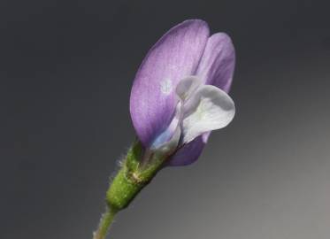 Fotografia da espécie Vicia bithynica