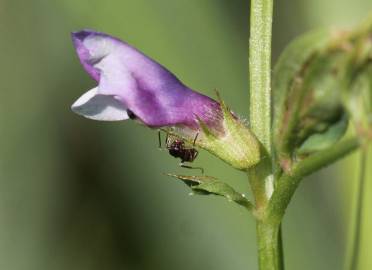 Fotografia da espécie Vicia bithynica