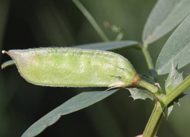 Fotografia da espécie Vicia bithynica