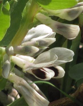 Fotografia 1 da espécie Vicia faba no Jardim Botânico UTAD