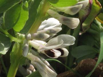 Fotografia da espécie Vicia faba