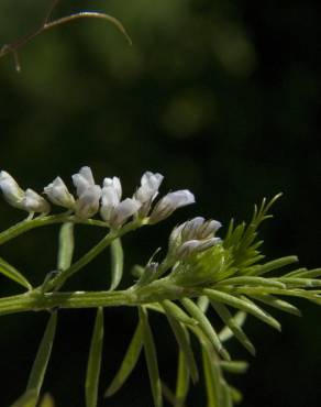 Fotografia 12 da espécie Vicia hirsuta no Jardim Botânico UTAD