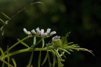 Fotografia da espécie Vicia hirsuta