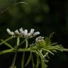 Fotografia 12 da espécie Vicia hirsuta do Jardim Botânico UTAD