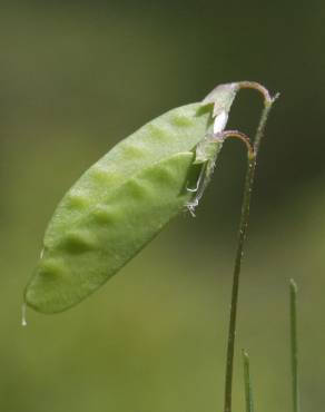Fotografia 13 da espécie Vicia hirsuta no Jardim Botânico UTAD