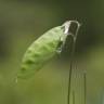 Fotografia 13 da espécie Vicia hirsuta do Jardim Botânico UTAD