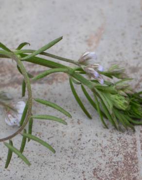 Fotografia 14 da espécie Vicia hirsuta no Jardim Botânico UTAD