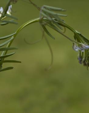 Fotografia 16 da espécie Vicia hirsuta no Jardim Botânico UTAD