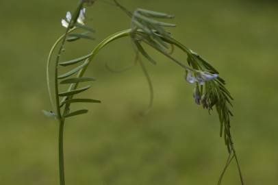 Fotografia da espécie Vicia hirsuta