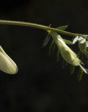 Fotografia 3 da espécie Vicia lutea subesp. vestita no Jardim Botânico UTAD