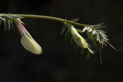 Fotografia da espécie Vicia lutea subesp. vestita