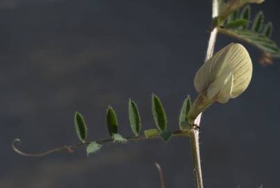 Fotografia da espécie Vicia lutea subesp. vestita