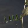 Fotografia 4 da espécie Vicia lutea subesp. vestita do Jardim Botânico UTAD