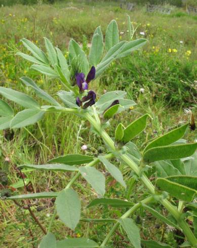 Fotografia de capa Vicia narbonensis - do Jardim Botânico