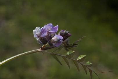 Fotografia da espécie Vicia sepium