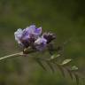 Fotografia 14 da espécie Vicia sepium do Jardim Botânico UTAD