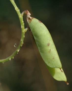 Fotografia 15 da espécie Vicia sepium no Jardim Botânico UTAD