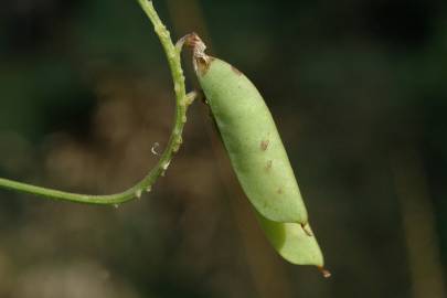 Fotografia da espécie Vicia sepium