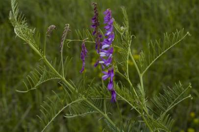 Fotografia da espécie Vicia tenuifolia