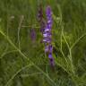 Fotografia 3 da espécie Vicia tenuifolia do Jardim Botânico UTAD