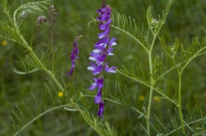 Fotografia da espécie Vicia tenuifolia