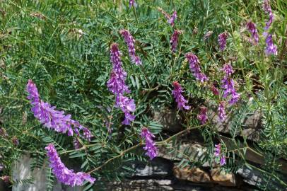 Fotografia da espécie Vicia tenuifolia