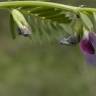 Fotografia 5 da espécie Vicia sativa subesp. sativa do Jardim Botânico UTAD