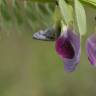 Fotografia 6 da espécie Vicia sativa subesp. sativa do Jardim Botânico UTAD