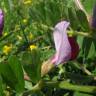 Fotografia 1 da espécie Vicia sativa subesp. sativa do Jardim Botânico UTAD