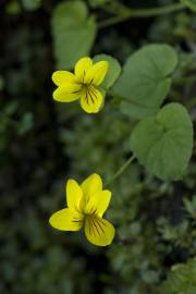 Fotografia da espécie Viola biflora