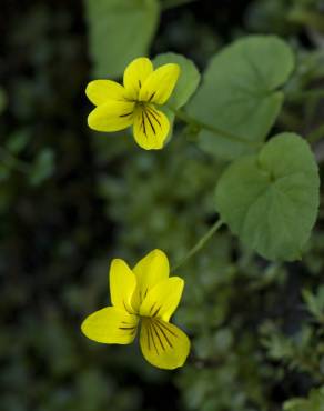 Fotografia 8 da espécie Viola biflora no Jardim Botânico UTAD