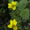 Fotografia 8 da espécie Viola biflora do Jardim Botânico UTAD