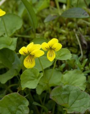 Fotografia 9 da espécie Viola biflora no Jardim Botânico UTAD