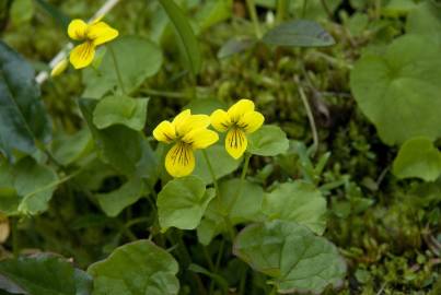 Fotografia da espécie Viola biflora