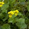 Fotografia 9 da espécie Viola biflora do Jardim Botânico UTAD