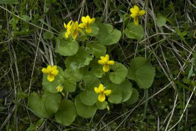 Fotografia da espécie Viola biflora