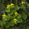 Fotografia 10 da espécie Viola biflora do Jardim Botânico UTAD