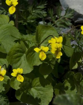 Fotografia 11 da espécie Viola biflora no Jardim Botânico UTAD