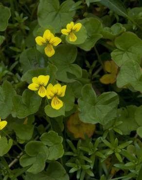 Fotografia 12 da espécie Viola biflora no Jardim Botânico UTAD