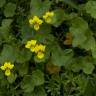 Fotografia 12 da espécie Viola biflora do Jardim Botânico UTAD